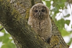 Owlet