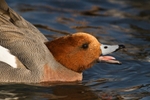 Wigeon - Anas penelope RPNP0692