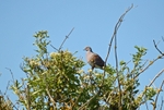 Turtle Dove