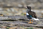 Kelp Goose (female), Carcass Island, Falklands