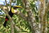 Yellow-throated Toucan, Playa Cativo Lodge, Costa Rica