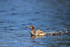 Common Merganser scuttling along river, Silver Salmon Creek, Alaska