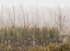 Webs and Rising Mist