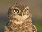 Little Owl - Athene noctua