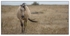 Wild Horses - 03