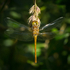 Common Darter