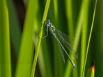 Emerald Damselfly