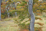 Autumn in Patagonia