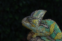 Chameleon Panther Head-3