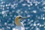 Gannet at Saltee Island