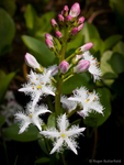 Bogbean