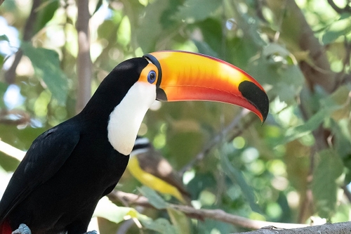 Iconic bird of the area