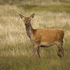 Red Deer