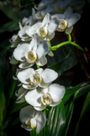 White Orchids