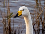Whooper Swan