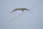 Gull in flight 2 DSC_6441