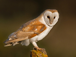 Barn Owl