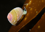 Gibbula cineraria
