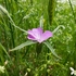 Corncockle (Agrostemma githago) 