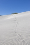 Wharariki Beach dunes