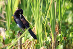 Common Grackle in sunshine, Venice Rookery, Florida