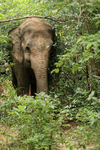 Female Asian Elephant in forest, Phnom Tamao, Cambodia