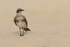 Espanola Mockingbird standing on beach, Espanola, Galapagos