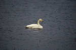 Whooper Swan