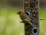 Greenfinch
