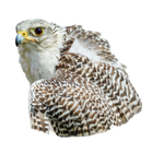 Gyr Hybrid-1136