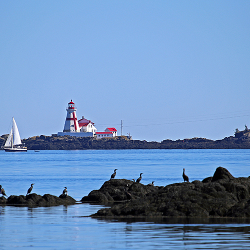 A sailboat passes Head Harbor Lighthouse on the eastern tip of Campobello Island as a flock of double-crested cormora…
