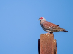 Speckled Pigeon