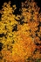Backlit aspens 3