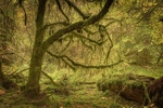 Relig Glen Lichen