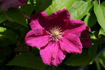 Clematis (species)2