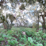 Softly, Oscar Scherer State Park