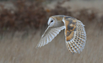 Barn owl