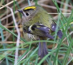 Goldcrest