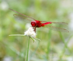 DF AnimalsCreatures 201