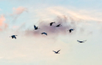 SANDHILL CRANES #3, 2019 - LONG POINT MARSH