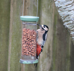4th Nov Greater Spotted Woodpecker
