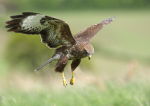 Common Buzzard