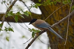 Azure-winged Magpie