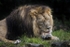 Licking Lion