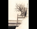 Tree/Machine Study