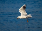 Black-headed Gull
