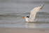 Royal Tern with raised wings in sea, Fort De Soto, Florida