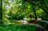 River Fowey approaching Golitha Falls