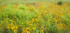 JULY MEADOW - NORFOLK  COUNTY