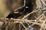 Red-winged Blackbird (male), Bosque del Apache, New Mexico